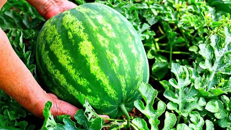 How to Pick Ripe Watermelons